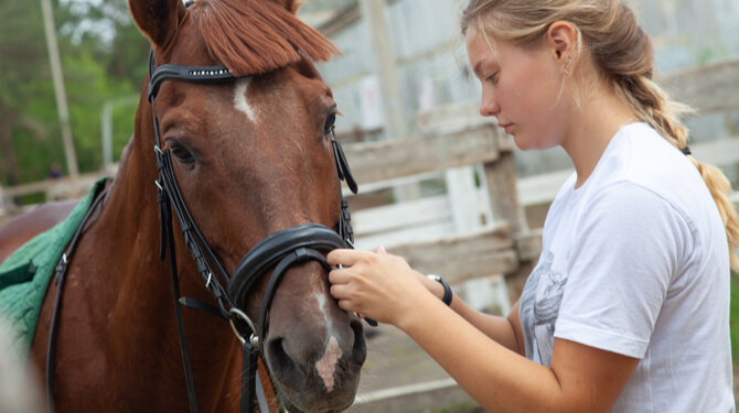 Paarden hebben geen hek maar een omheining