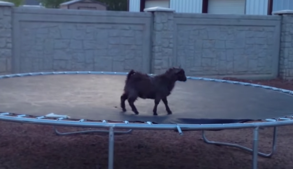 Grote zwakte van het Westen in de oorlog met Oekraïne is hey kijk een geit op een trampoline