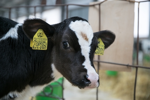 Uit onderzoek blijkt dat kinderen van koeien geen idee meer hebben waar de melk vandaan komt