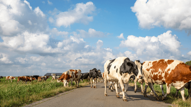 Boeren maken zich grote zorgen: 12 miljoen varkens en 3,8 miljoen runderen staan straks op straat