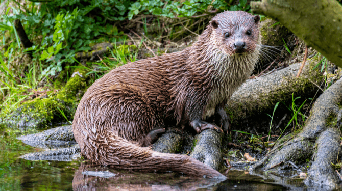 Het gaat goed met de otter, wat heeft die klojo dat wij mensen niet hebben?