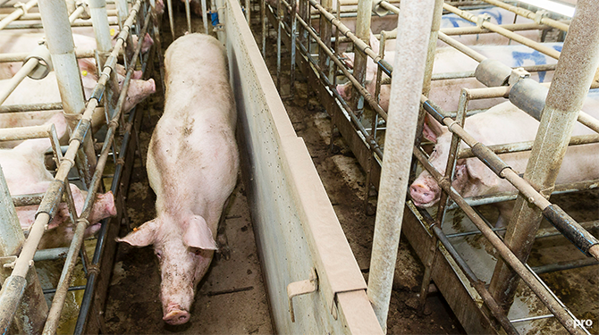 Voor boer Gerrit is varkens naar de slacht brengen zijn lust en zijn leven