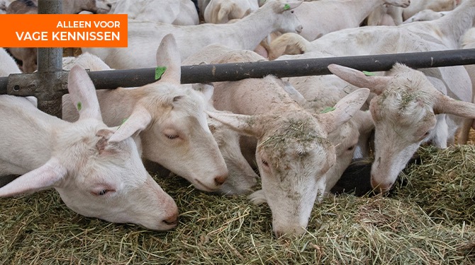 Waarom gaan mensen met een longontsteking altijd in de buurt van een geitenboerderij wonen?