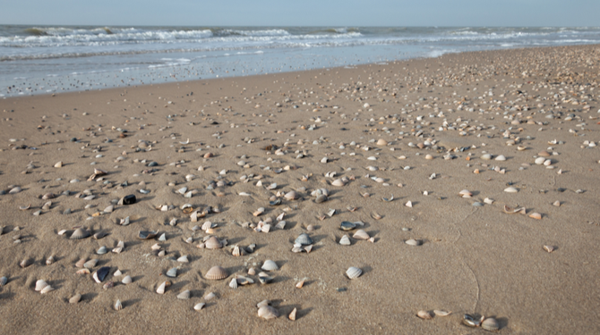 Xenos-containers gezonken: strand Noordwijk bezaaid met kilometerslange rij kitscherige schelpen