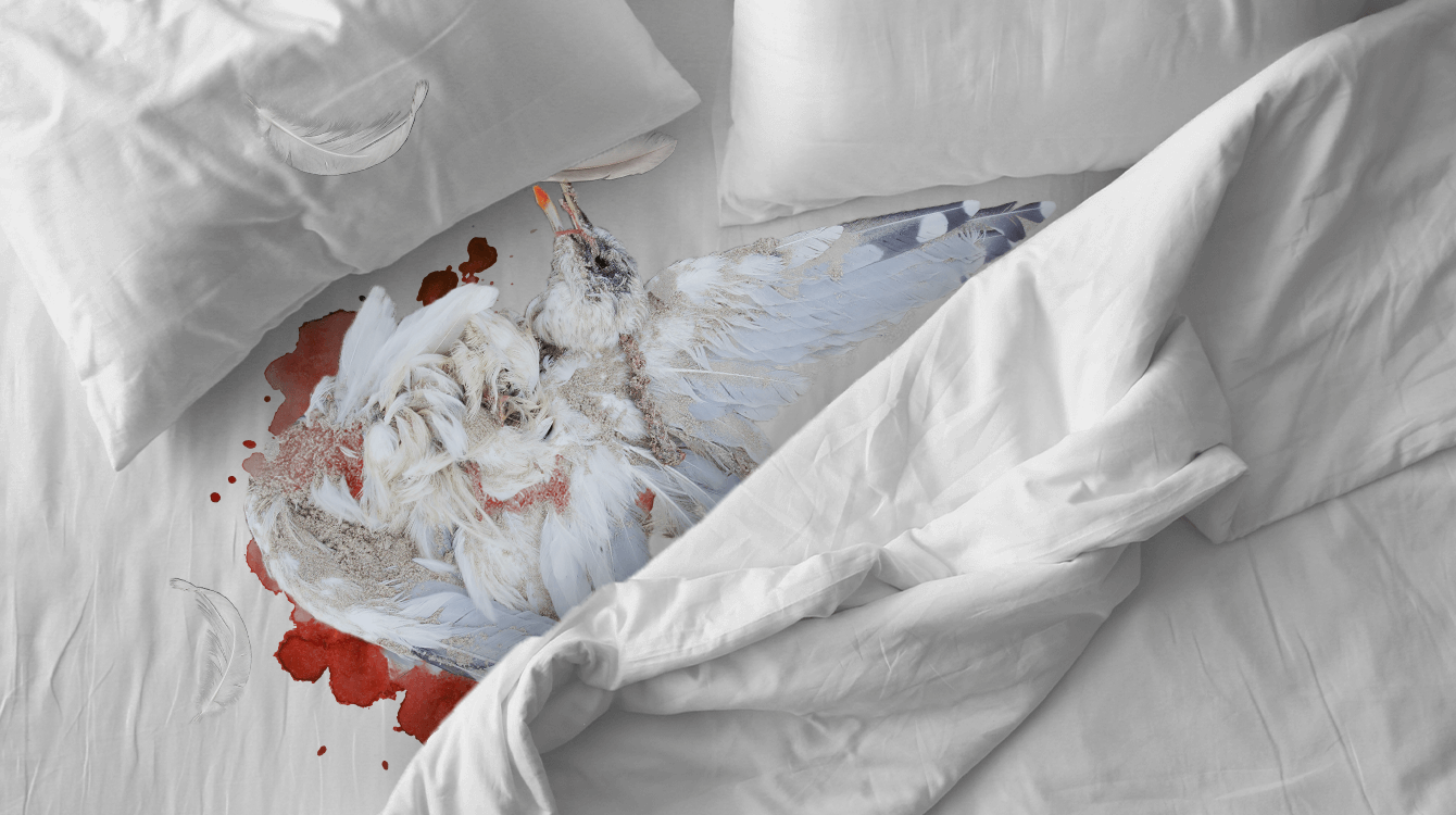 Onderzoek: een dode meeuw in je bed is goed voor de biodiversiteit