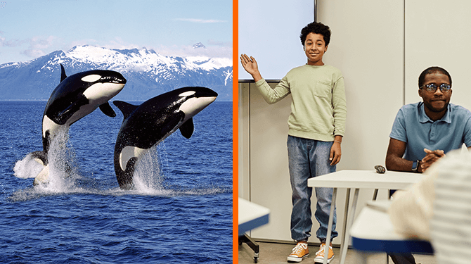 Officieel meer kinderen die spreekbeurt over orka’s doen dan orka’s zelf