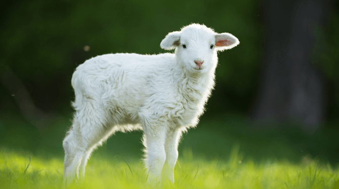 Helaas: lammetje geboren net na week zonder vlees