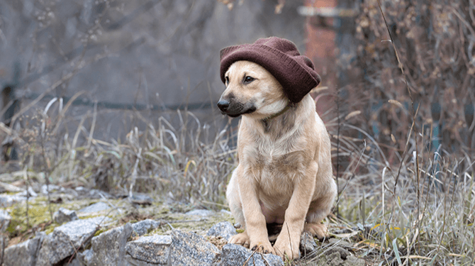 Spijt van aangeschafte puppy tijdens lockdown? Zet hem vandaag buiten vanaf 14:00 uur