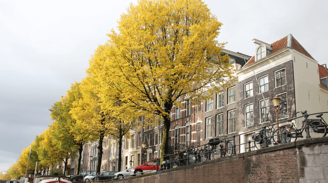 Storm op komst: haal je bomen binnen