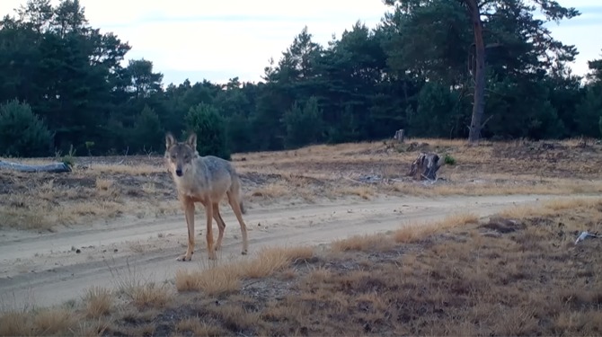 Probleemgemeenschap rouwt om wolf Bram
