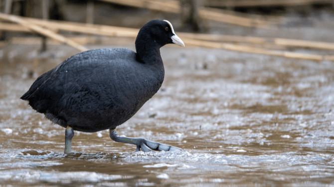 Meerkoet weigert QR-code te laten zien om vogelgriep buiten de vijver te houden