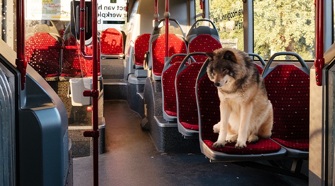 Zien: wolf pakt lijnbus en haalt brood bij bakker in Ermelo