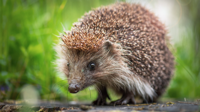Egel Bob houdt zich gewoon netjes aan de bosregels