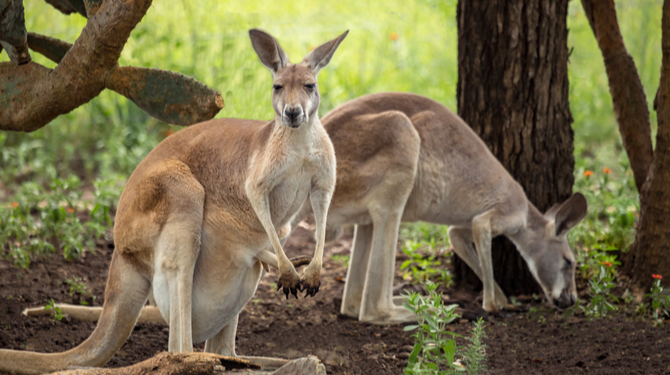 Zaak-Djokovic: in reactie op Australië zet Servië 2 kangoeroes uit dierentuin Belgrado