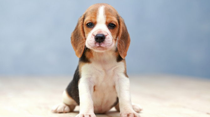 Iedere keer als iemand zijn huisdier twee weken niet te eten geeft sterft er ergens een puppy