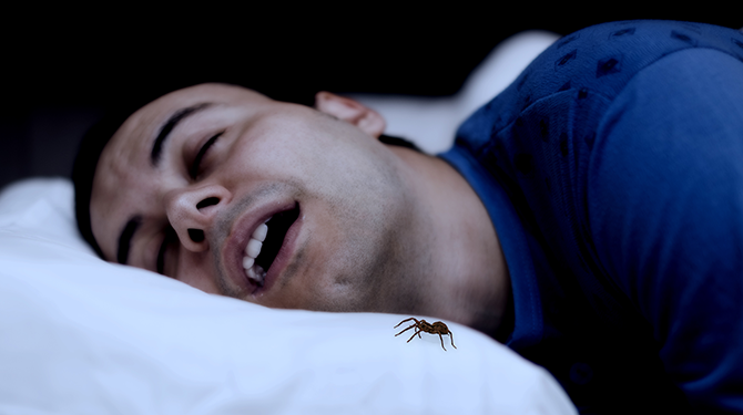 Dat we allemaal gemiddeld 7 spinnen per jaar in onze slaap doorslikken komt door Hanco (32), die er elk jaar een miljoen naar binnen werkt