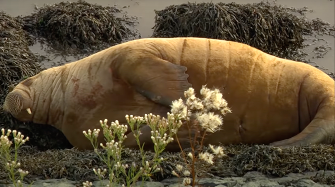 Walrus krijgt naam Seawert om mensen uit de buurt te houden
