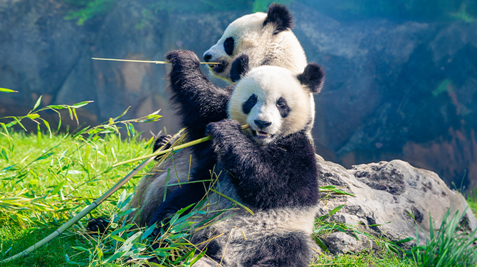 Steeds meer panda's houden Boris-punten bij