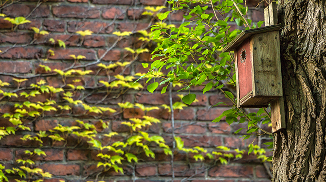 Hoopgevend: vogel vindt huisje in Amsterdam met behulp van jubelton