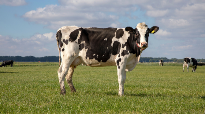 Melkkoe weet nog niet wat ze hierna gaat doen