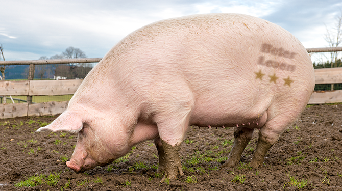 Dolgelukkig varken krijgt drie sterren van het Beter Leven-brandmerk