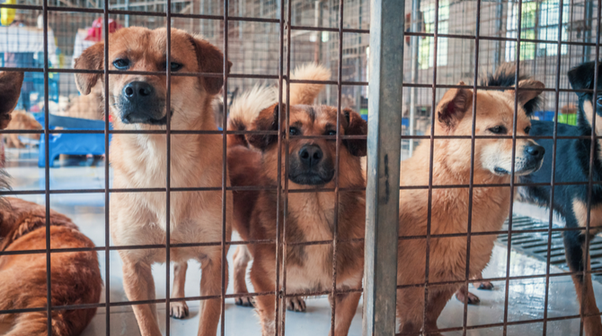 Nederlanders halen achtergelaten coronapuppy’s weer terug uit asiel nu nieuwe lockdown dreigt