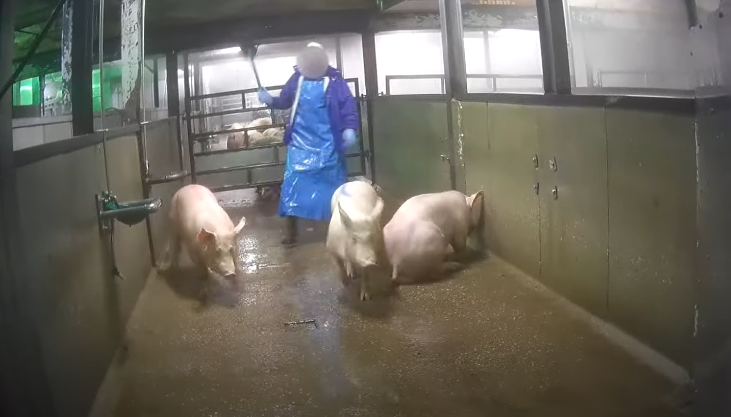 Slachter: als je mishandelde dieren al als ‘dood’ beschouwt is er geen sprake van mishandeling