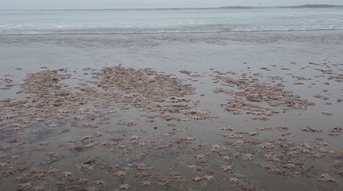 Duizenden bewegingloze zeedieren wachten op strand Noordwijk om geneukt te worden