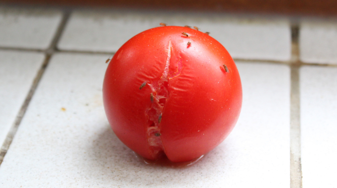 Fruitvliegjes zwermen urenlang radeloos rondom tomaat
