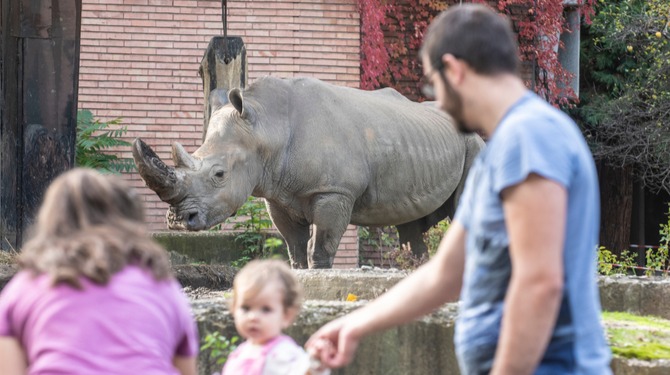 Neushoorn in dierentuin verbaasd: mensen toch niet allemaal uitgestorven