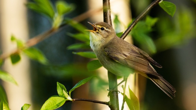 Botergeile vogel tjilpt zijn obsceenste materiaal