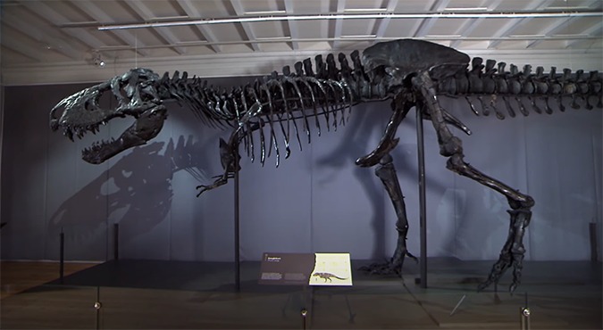 T. Rex uitgestorven omdat hij niet elke dag 10.000 stappen zette