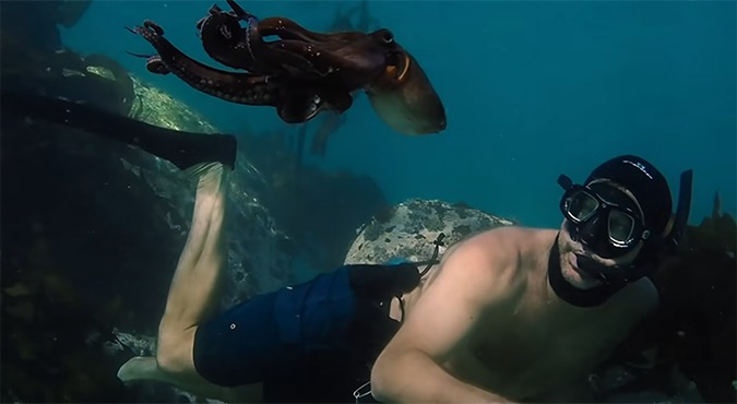 Oscar Night: wij voorspellen alvast wat de beste film over de bijzondere vriendschap tussen mens en octopus wordt