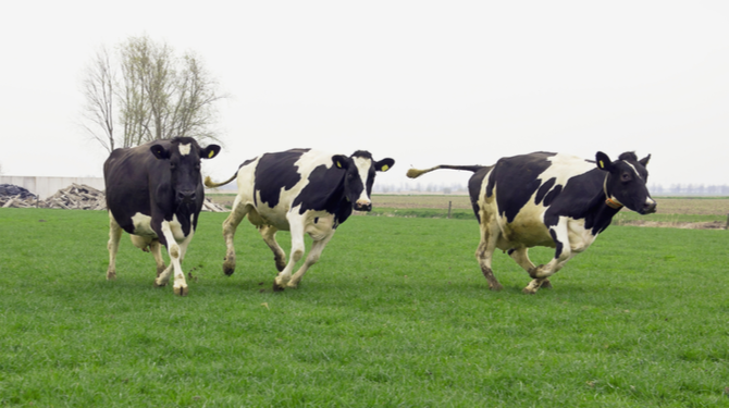 Lente: dolblije koeien ontsnappen aan stalbrand