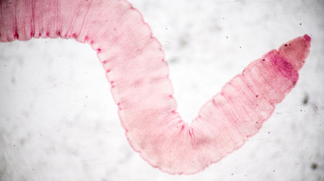 Sad: lintworm Stientje zit al twee jaar vast in veganistische Amsterdammer
