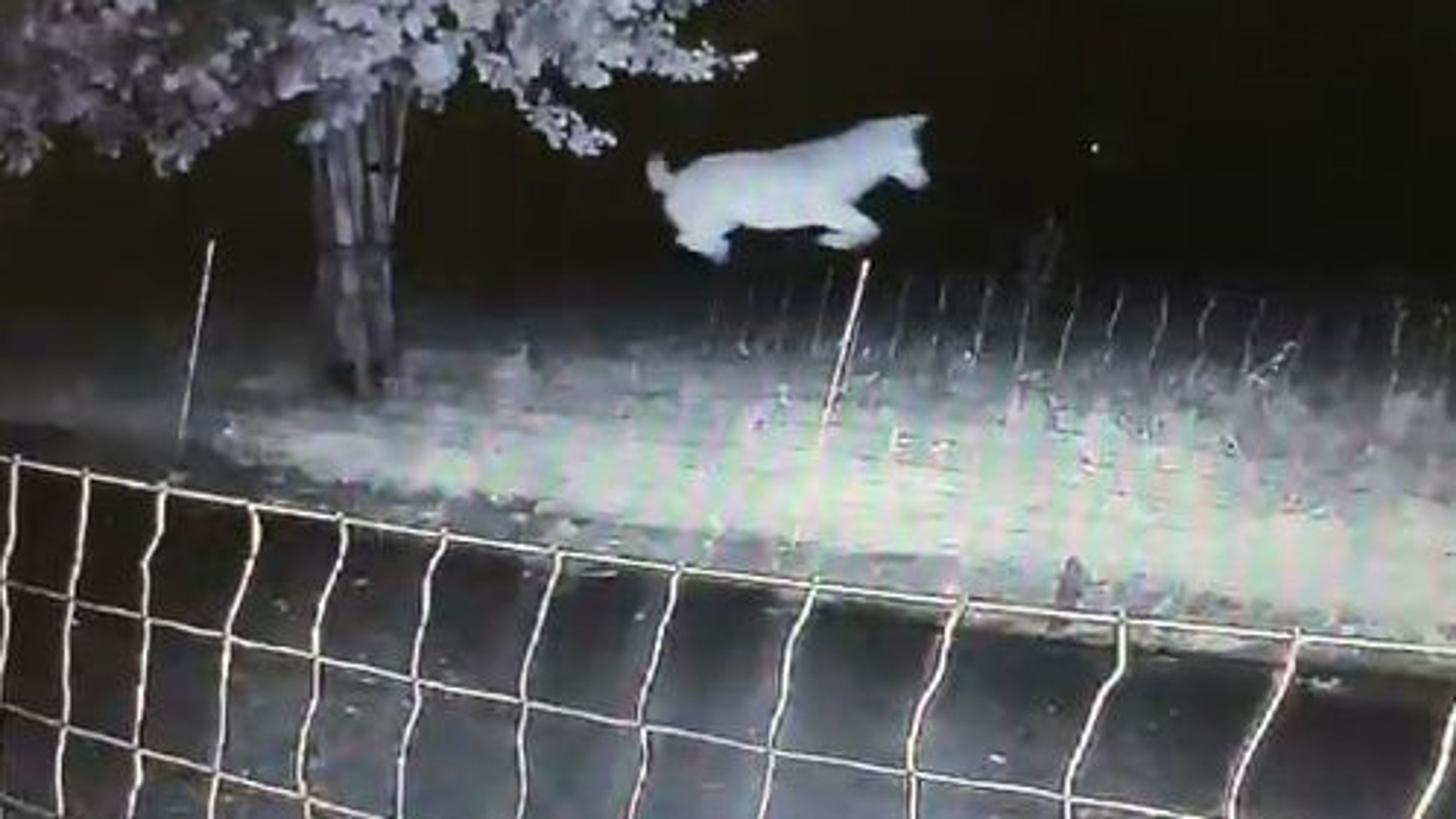 Wolf vraagt boer het wolfwerende hek met 1 centimeter te verhogen voor nieuw record