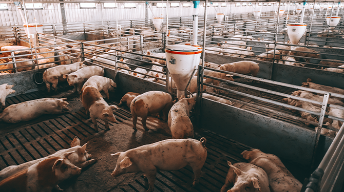Minder dan 10 miljoen varkens in Nederland, diersoort inmiddels bedreigd