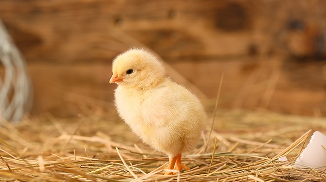 Schattig kipnuggetje geboren