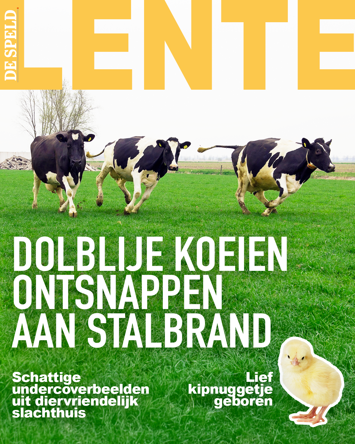 De Speld Magazine: Dolblije koeien ontsnappen aan stalbrand