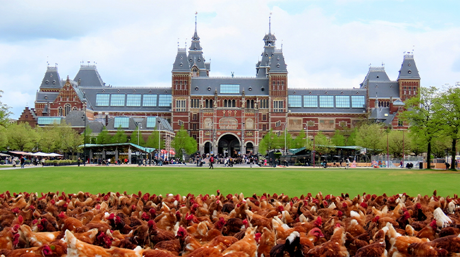 Woede in pluimveesector vanwege verplichte vaccinaties: tienduizenden kippen op Museumplein