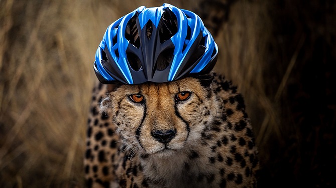 Helmplicht voor cheeta’s in Beekse Bergen na gevaarlijke situaties met bezoekers