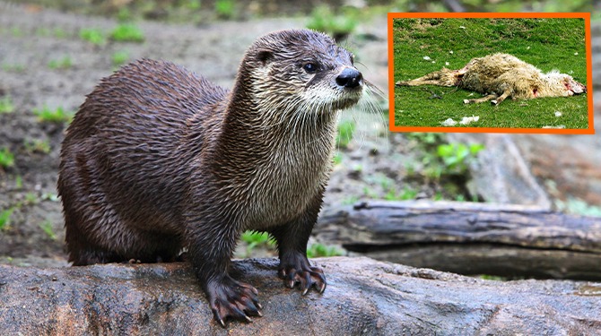 Leuk die otters, maar wacht maar tot ze een schaap doodbijten