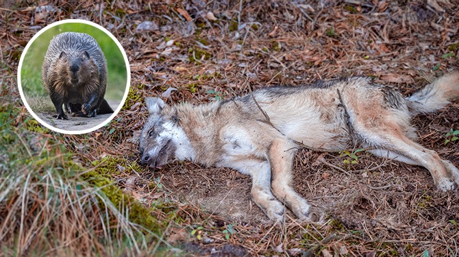 De bever rukt op: 40 dode wolven gevonden in Ede