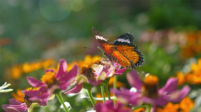 Onderzoekers tellen steeds minder landen op VN-biodiversiteitstop