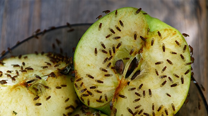 Fruitvlieg denkt 34 keer per dag aan fruit