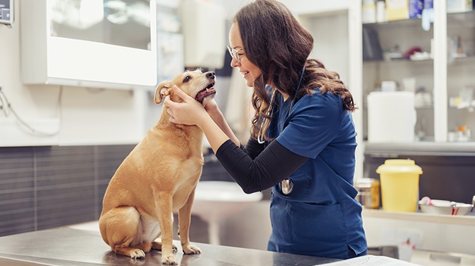 Dierenarts houdt zoveel van dieren dat ze pas vanaf 500 euro in ze gaat snijden