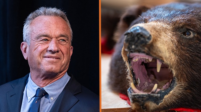Robert F. Kennedy kiest toch voor doodgeschoten beer als running mate