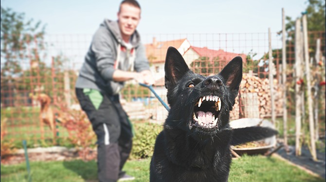 Provincie Utrecht wil kinderen beschermen en gaat eigenaren van agressieve honden afschieten