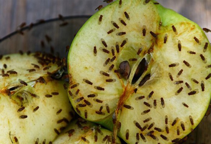 Nick moet tijdens de vakantie op de fruitvliegjes van de buren passen
