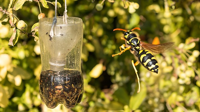 Wesp die familie kwijt is gaat toch even kijken in met wespenlijken gevuld limonadelaagje in plastic fles
